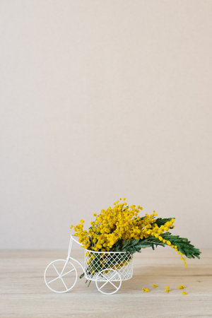 Bouquet of yellow mimosa flowers in a decorative bicycle vase. The concept of Women's Day or Mother's Day with a copy spaceの写真素材
