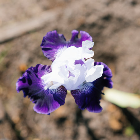 A beautiful white and purple flower of a bearded iris in a summer garden close-upの写真素材