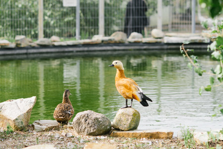 Ogar duck or the red and wild duck stand on the shore by the pondの写真素材