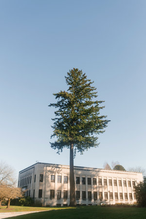 Olympia USA. March 2022. Beautiful lonely tree near the Capitolのeditorial素材