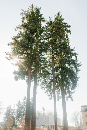Coniferous relict trees near the Washington State Capitolのeditorial素材