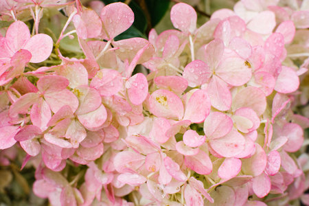 Pink flowers of hydrangea Vanilla Frase in summer in the gardenの写真素材