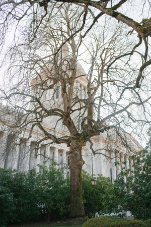 Olympia, Washington, USA. March 2022. The tree grows near the Capitolのeditorial素材