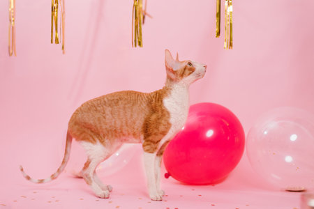 Funny purebred cat cornish rex for a birthday with balloons and a gift on a pink backgroundの写真素材