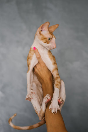Favorite red cat Cornish Rex is sitting in the arms of the owner