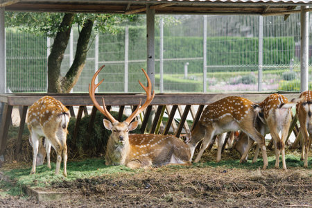 Male deer with antlers lies surrounded by other deer in a zoo or zoo cornerの写真素材