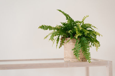 Indoor plant fern in a clay pot on a shelf with copy spaceの写真素材