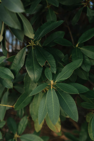 Rhododendron leaves in wild forestの写真素材