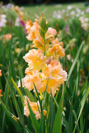 Orange gladioli flowers in the garden in summerの写真素材