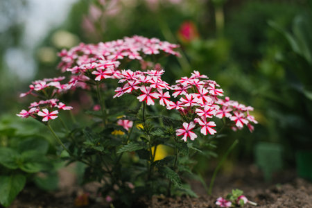Red-white verbena flowers in summer in the garden
