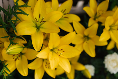 Yellow lily flowers in the summer gardenの写真素材