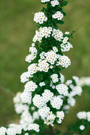 White flowers of gray spirea grow in the garden in summer