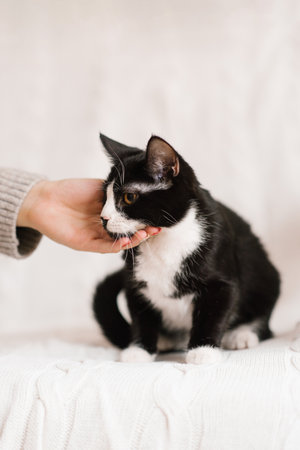 Woman's hand strokes the back of a cute black and white catの写真素材