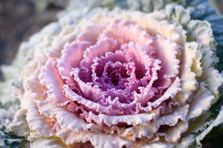 Beautiful ornamental decorative cabbage covered with a morning frost background. Organic purple decorative cabbage in the garden.の写真素材