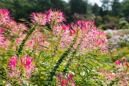 Pink or purple cleoma flowers bloom in the garden in summerの写真素材