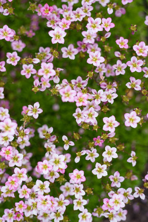 Pale pink saxifrage flowers bloom in spring in the gardenの写真素材