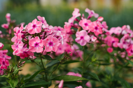 Pink flowers of paniculata phlox Olenka in the garden in summerの写真素材
