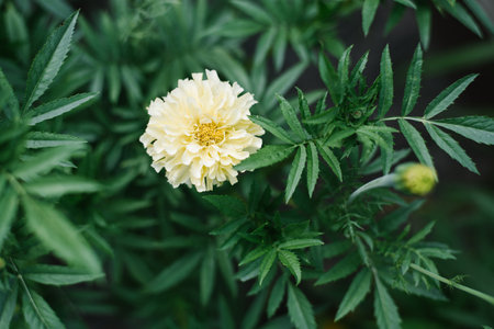 Soft yellow marigold flowers in the garden in summerの写真素材