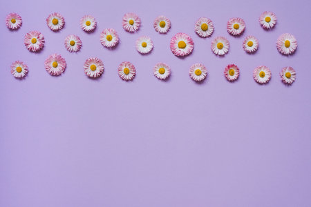 Flowers border composition of chamomile, petals on pastel lilac background. Spring, summer concept. Flat lay, top view, copy spaceの写真素材