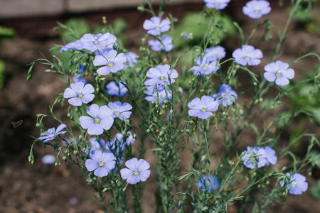 Blue flax flowers in the garden in summer close-up, selective focusの写真素材