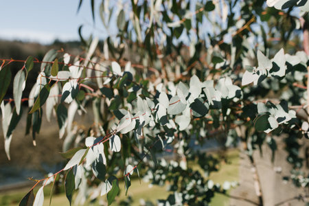 Branches of blue eucalyptus growing in the gardenの写真素材