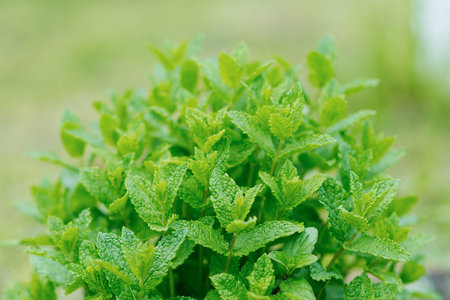 Green mint leaves close-up. Apple organic mint grows in the garden in summer