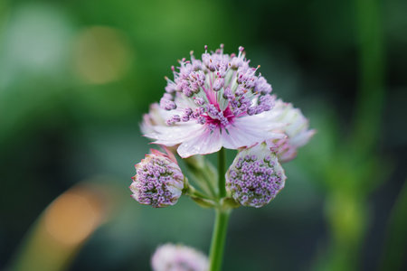 Delicate pink astrantia flowers in summer in the gardenの写真素材