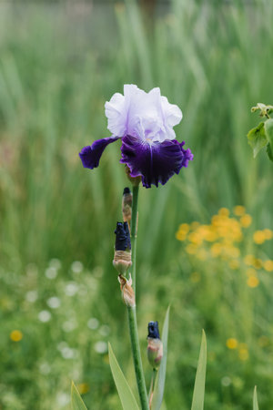 A beautiful flower of a bearded iris lilac purple in summer in the garden