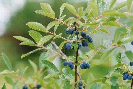 Organic honeysuckle berries on a bush in the garden in summerの写真素材