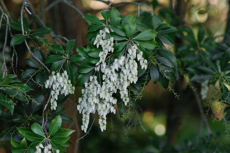White flowers of pieris japonica bloom in spring in the gardenの写真素材