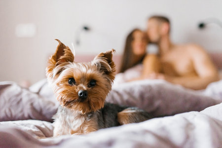 Pet, a Yorkshire terrier dog against the background of its people, owners in the bedroomの写真素材