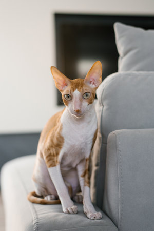 Red haired cat cornish Rex is sitting on the couch at homeの写真素材