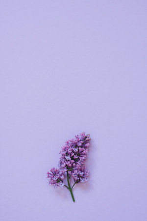 Sprig of lilac flowers on a colored background. Monochrome postcard with flowers for my mother, Valentine's day or spring has comeの写真素材