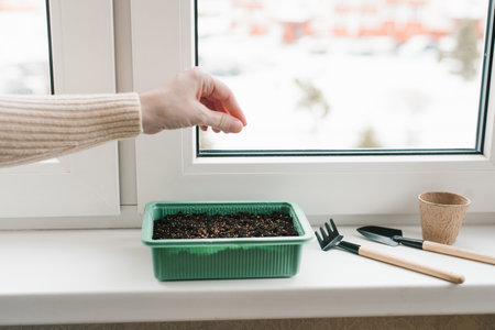 Female hand sows seeds in a container with earth indoors. Hobbies, gardening, spring planting at homeの写真素材