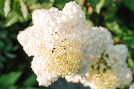 White inflorescences of paniculate hydrangea Vanilla Frise in the garden