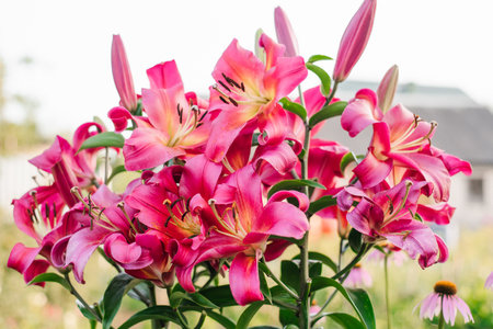 Lily flowers of the Satisfaction tree in the garden in summerの写真素材