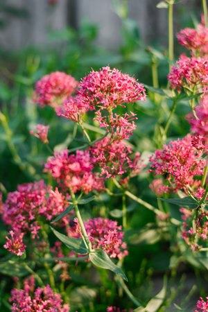 Scarlet flowers of the Centranthus in the garden in summerの写真素材