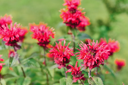 Carmine red Monarda flowers Be Happy in the gardenの写真素材