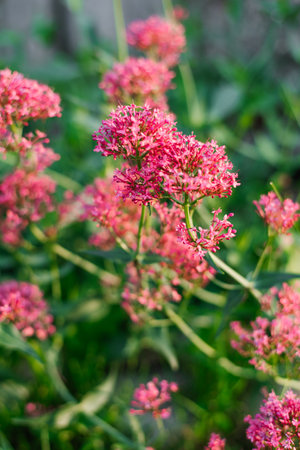 Scarlet flowers of the Centranthus in the garden in summerの写真素材