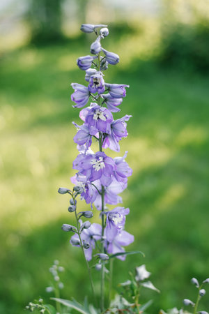 Lilac flower of the New Zealand delphinium in the gardenの写真素材
