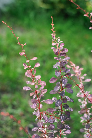 Branches with Harlequin barberry leaves in the gardenの写真素材