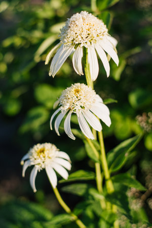 White flowers terry Echinacea Meringue in gardenの写真素材