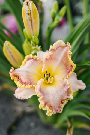 Pale pink with red and yellow daylily in the gardenの写真素材