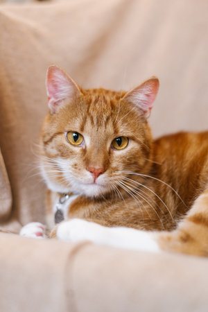 Red cat is laying on a couch with a collar around its neckの写真素材