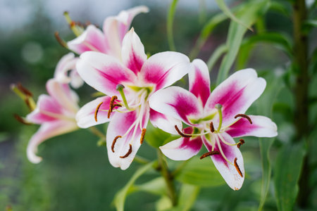 Pink and white oriental lily flowers in full bloomの写真素材