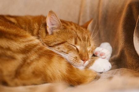 Red cat is sleeping on a couch at homeの写真素材