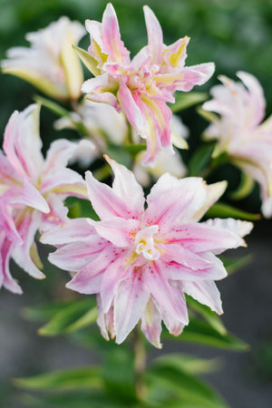 Pink flower Lilium Magic Star in garden at summerの写真素材