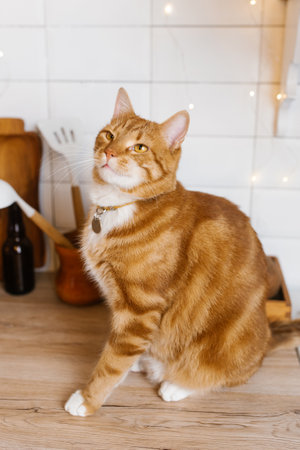 Red cute cat is sitting on a wooden counter in a kitchenの写真素材