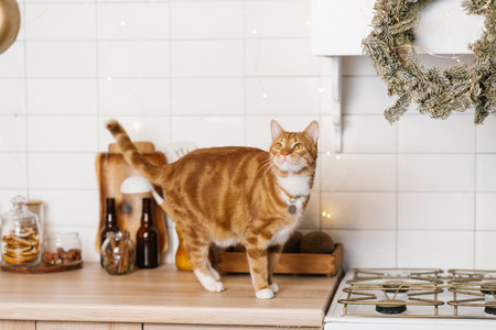 Red cat is standing on a kitchen counter next to a christmas wreathの写真素材