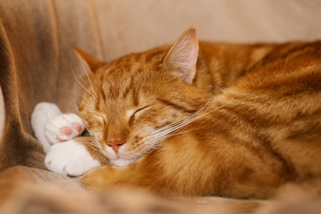 Cute cat is sleeping on a couch, curled up and has its eyes closedの写真素材